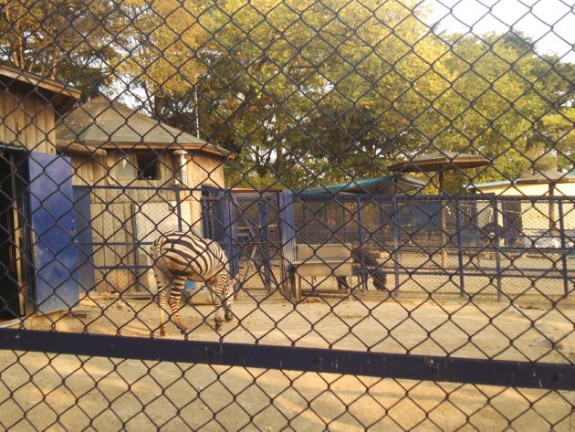 達城公園の動物園内にあるシマウマ